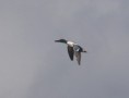 /album/my-local-birding-gallery/drake-shoveller-on-dewsbury-sewage-works-jpg/
